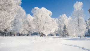Snow on ground and trees