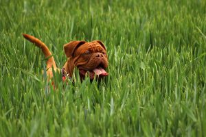 Our Favorite Dog-friendly Heights Bars