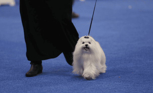 World Series of Dog Shows Happening This Week