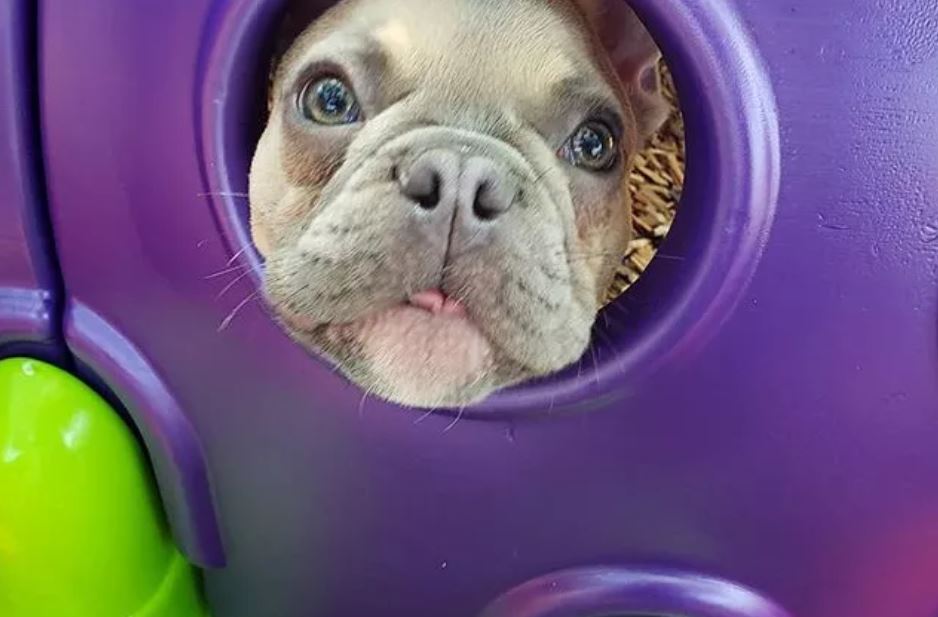 yale street dog house