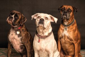 three dogs looking up