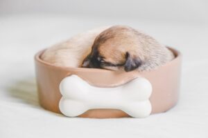 Thinking of Adopting a Pet? No Time Like the Present!